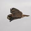 short-eared-owl-in-flight
