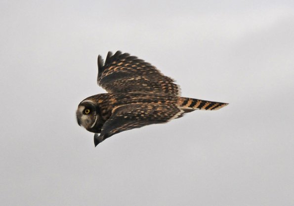 short-eared-owl-in-flight