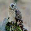 short-eared-owl-portrait