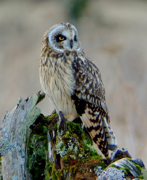 short-eared-owl-portrait