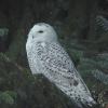 snowy-owl-immature