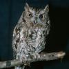 western-screech-owl-portrait-captive-