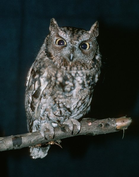 western-screech-owl-portrait-captive-