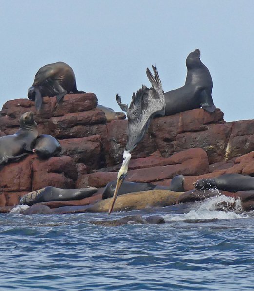 Brown-Pelican-diving-2_1448414049
