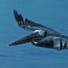 brown-pelican-adult-belize-in-flight