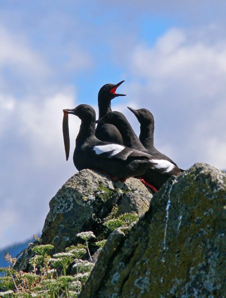 pigeon-guillemot-with-fish-1-modified
