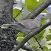 eurasian-collared-dove-in-petersburg