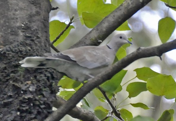 eurasian-collared-dove-in-petersburg