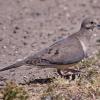 mourning-dove-2
