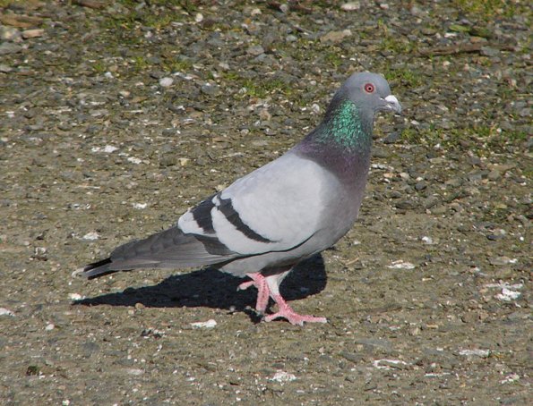 rock-dove
