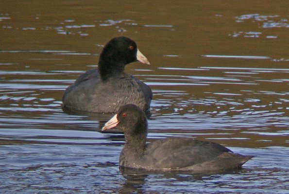 american-coots