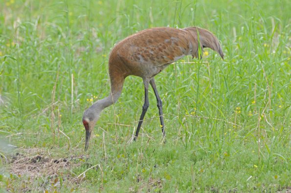 sandhill-crane-3