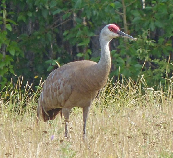 sandhill-crane-at-creamers-field