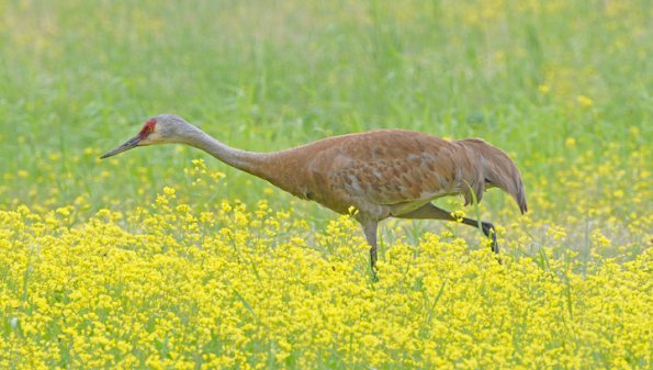 sandhill-crane-creamers-field
