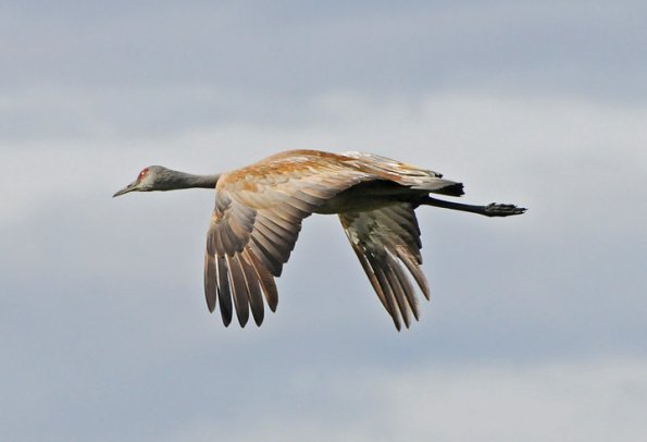 sandhill-crane-in-flight