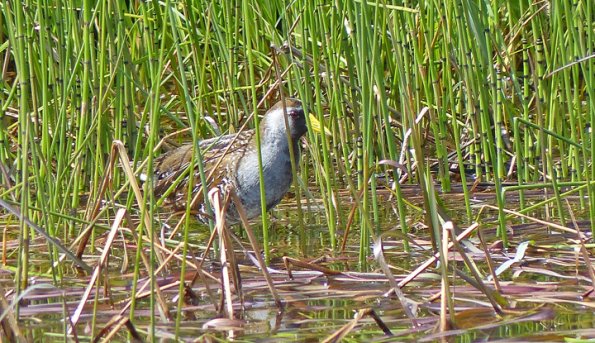 sora-at-nancy-street-wetland