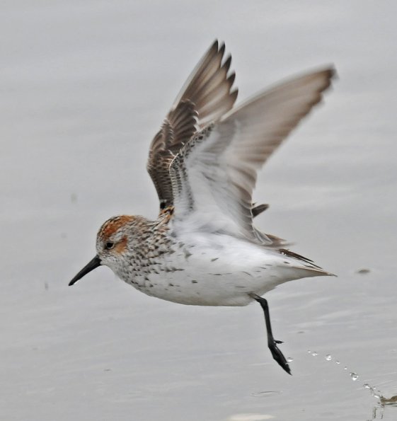 2-semipalmated-sandpiper-cordova