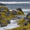 Black-Turnstones-in-Wrangell