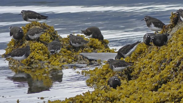 Black-Turnstones-in-Wrangell