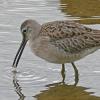 Dowitcher-with-prey