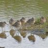 Dowitchers-taking-a-snooze