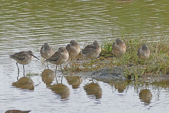 Dowitchers-taking-a-snooze
