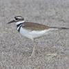 Killdeer-2