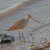 Marbled-Godwit-2