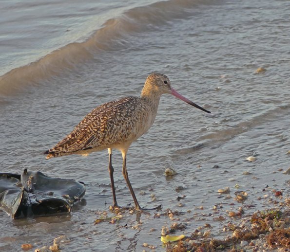 Marbled-Godwit-2