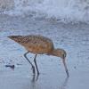 Marbled-Godwit-two-2