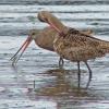 Marbled-Godwits