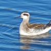 Red-necked-Phalarope-juvenile