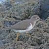 Spotted-Sandpiper-2