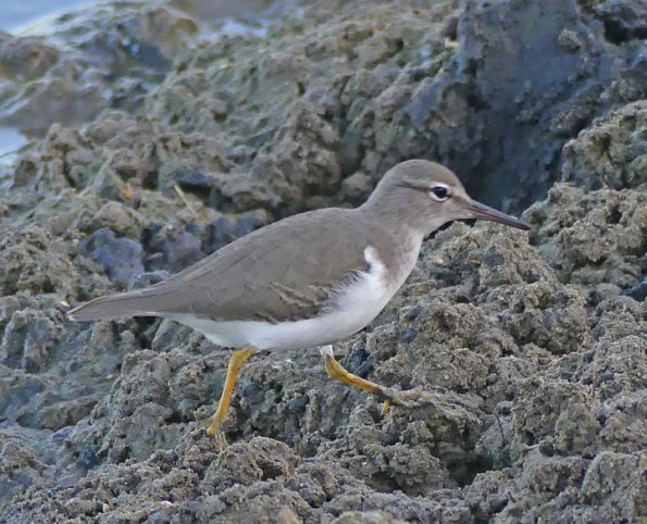 Spotted-Sandpiper-2