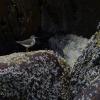 Spotted-Sandpiper-juvenile_1439225650