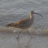 Whimbrel-2