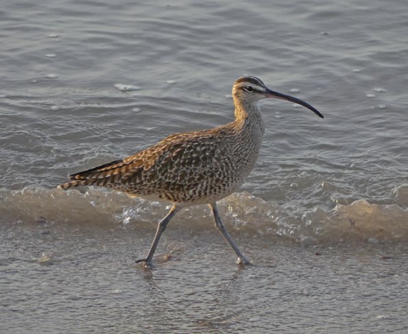 Whimbrel-2