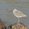 Willet-2