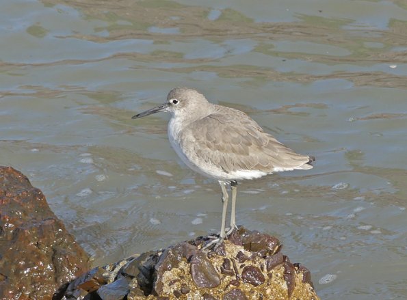 Willet-2