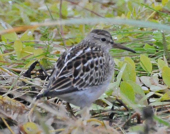 baird-s-sandpiper