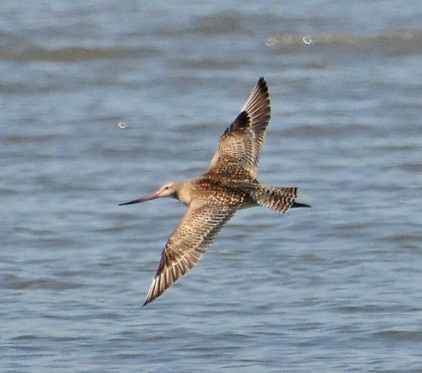 bar-tailed-godwit-in-flight