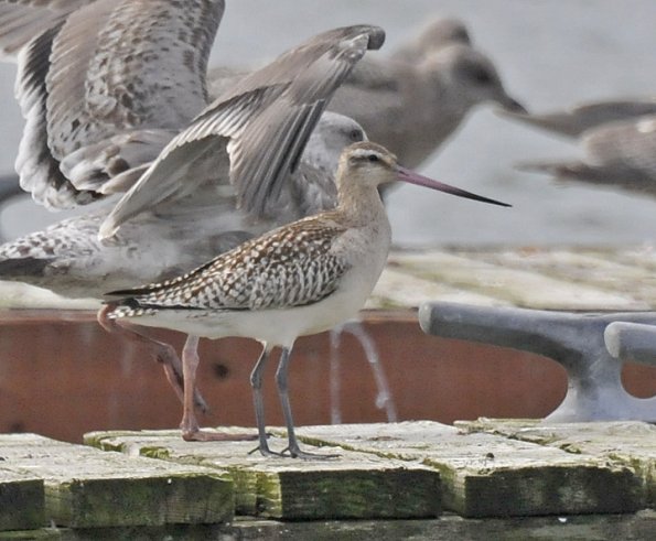 bar-tailed-godwit-juvenile
