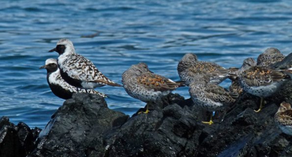 black-bellied-plovers-and-surfbirds