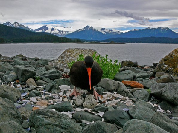 black-oystercatcher-and-eggs