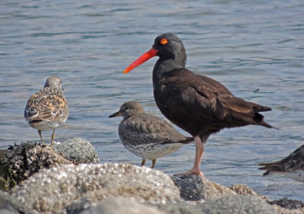 black-oystercatcher-and-surfbirds