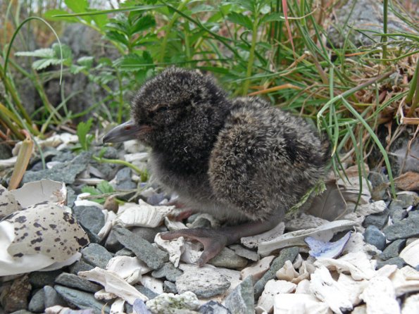 black-oystercatcher-chick