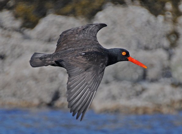 black-oystercatcher-in-flight