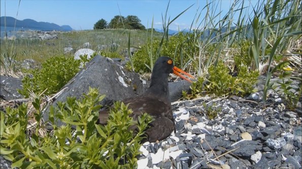 black-oystercatcher-incubating-eggs-june-21-2013
