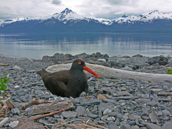 black-oystercatcher-with-chilkats
