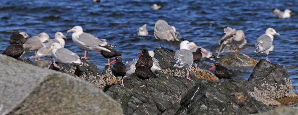 black-oystercatchers-and-gulls-on-portland-island-2
